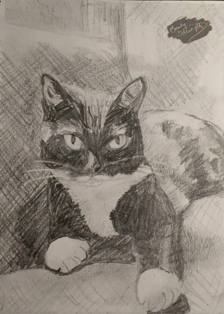 Pencil portrait of a black and white cat face-on showing pencil art style