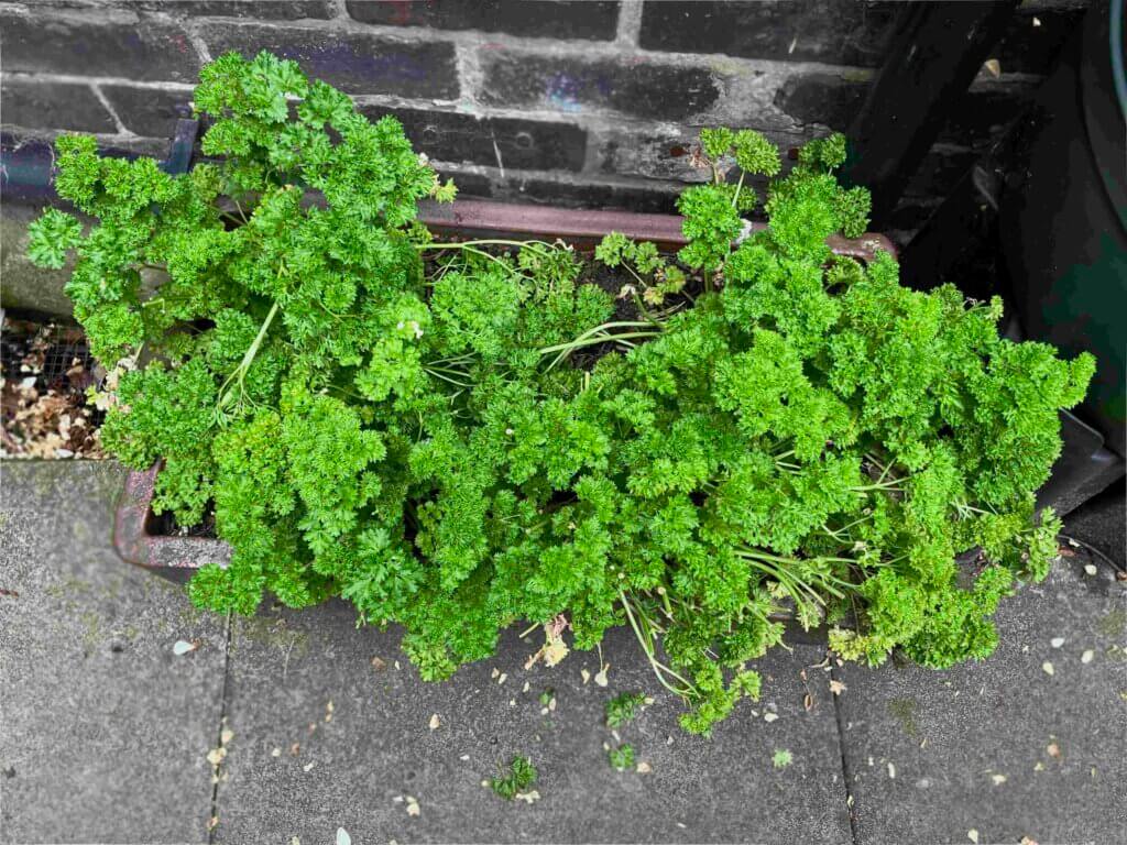 Curled Parsley