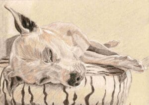 Chance, a drawing of a dog by Emily Tellwright