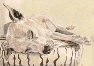 Chance, a drawing of a dog by Emily Tellwright