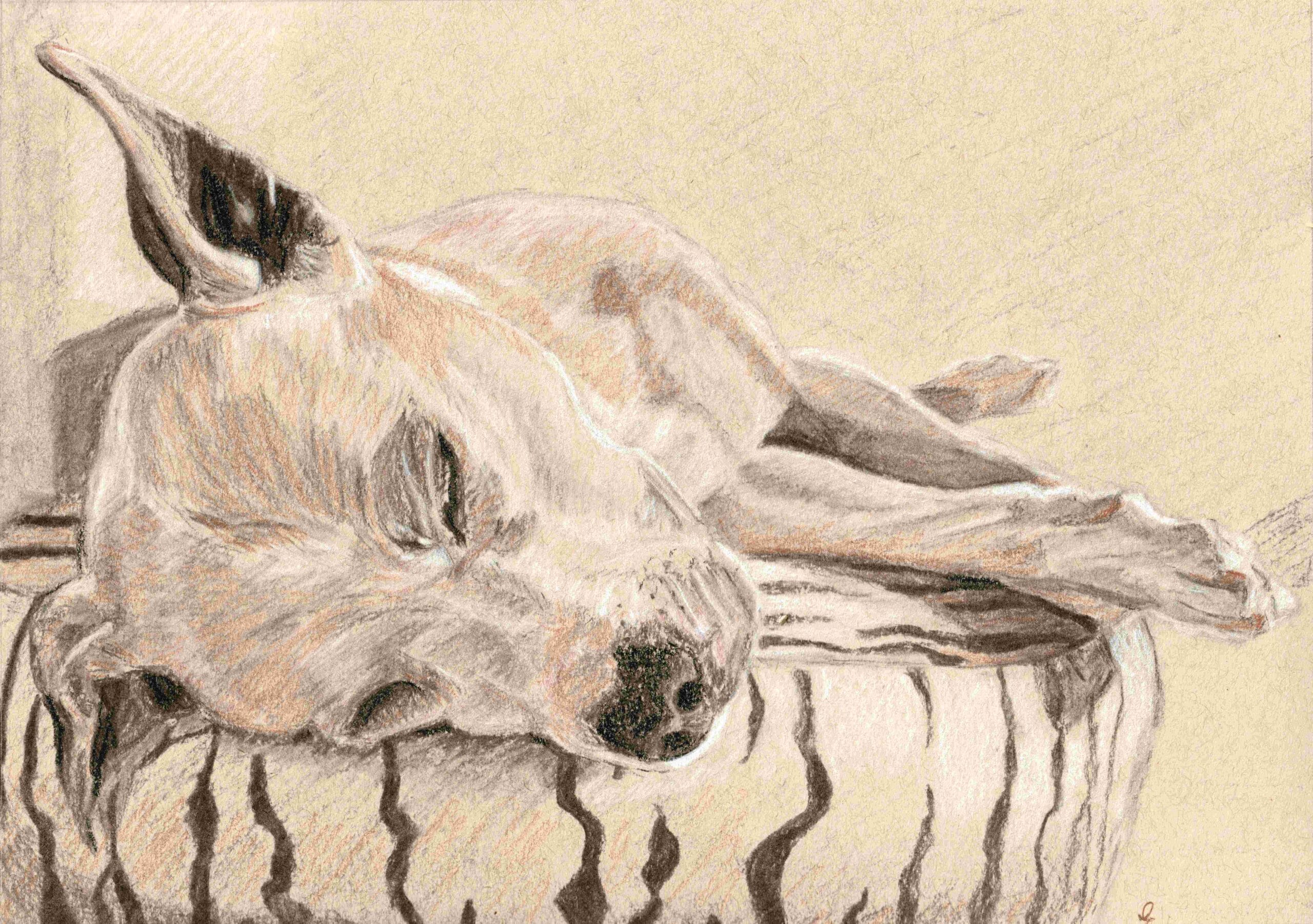 Chance, a drawing of a dog by Emily Tellwright